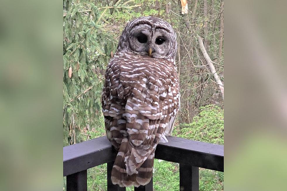 Wappingers Falls Woman Visited By Beautiful Owl Daily