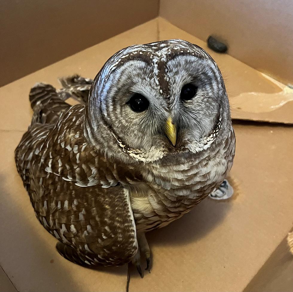 Injured Owl Rehabilitated and Released in Upper Hudson Valley 