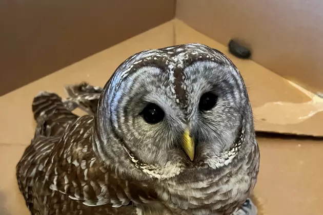 Injured Owl Rehabilitated and Released in Upper Hudson Valley [PICS]