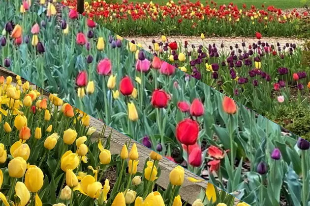 Hudson Valley&#8217;s Most Colorful Tulip Display Blooms; Where Is It?