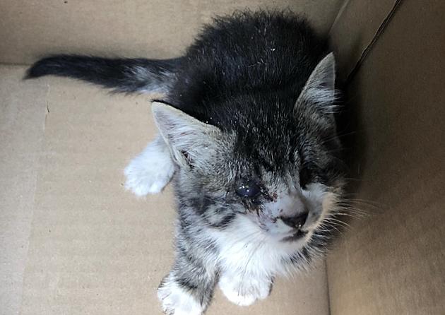 Feral Kitten With Only One Eye Saved by Police in the Hudson Valley