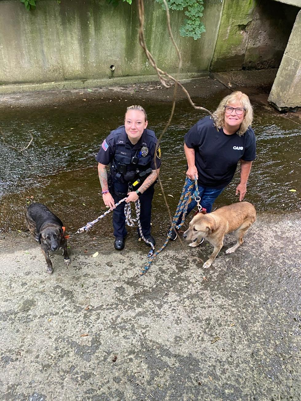 Dogs Rescued From Culvert in Sullivan County [Video]