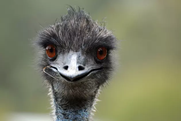 Police Say Wild Emu Chased People in New York State and Disrupted Traffic
