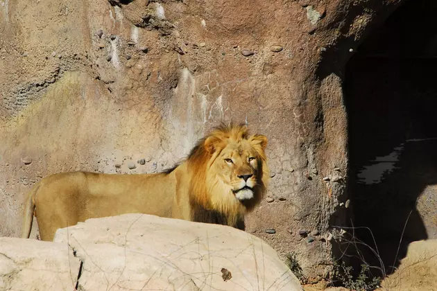 Zoo in New York State Closes After Staff Member Bitten By Lion