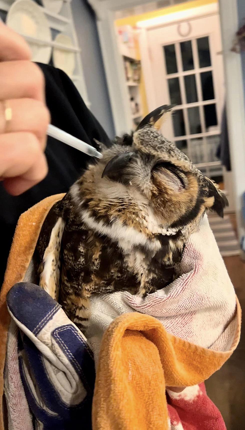 Rescuers in New York State Save Great Horned Owl [PICS]