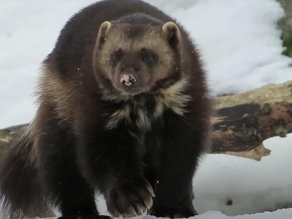 Are There Still Wolverines In New York State? 