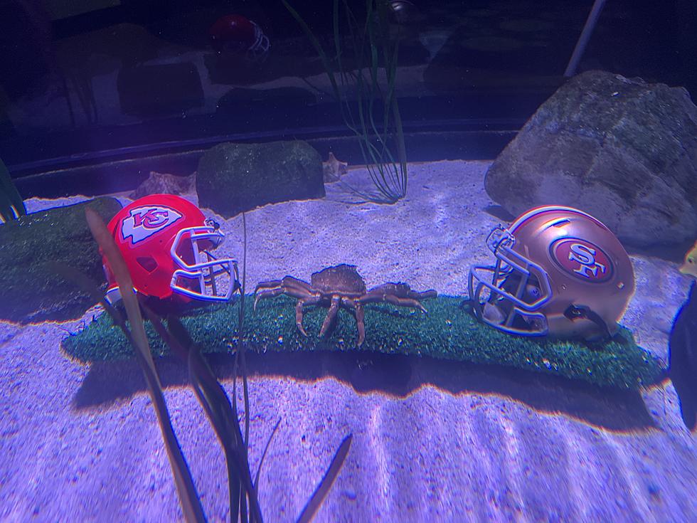 Psychic New Jersey Crab Has Predicted the Super Bowl LXIII Winner
