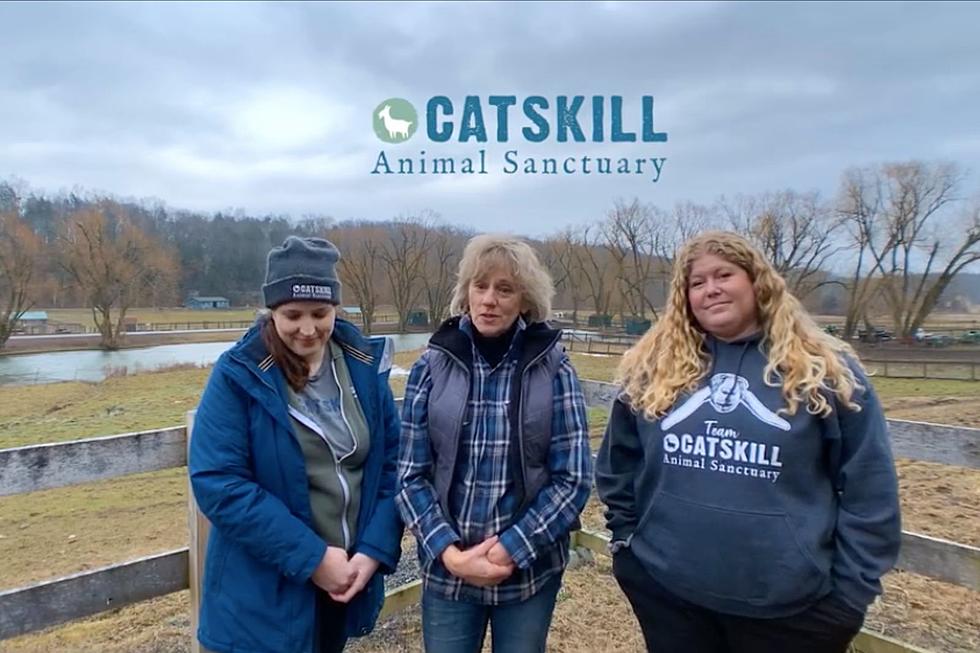 Catskill Animal Sanctuary Pleading for the Public's Help 