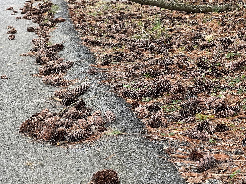 Why So Many Pine Cones Are Falling Throughout New York