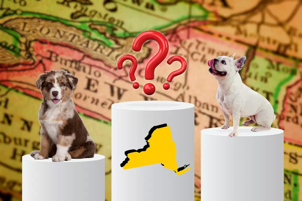 Of Course This Is New York's Official State Dog