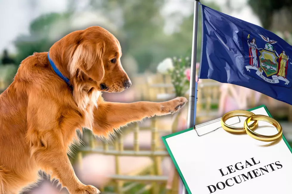Dogs in New York are Now Allowed to Perform This Legal Duty