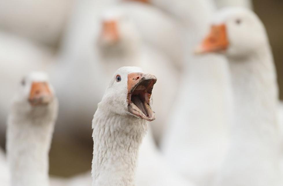 Hudson Valley Teens Charged With Goose Torture