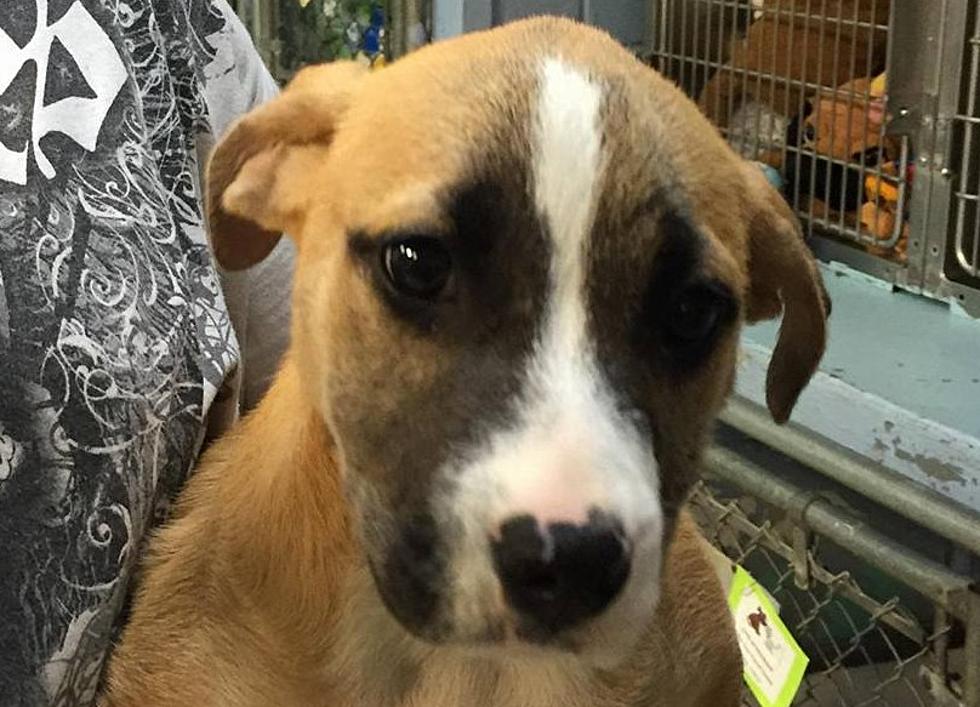 Missing Humane Society of Middletown Puppy Izzie Found