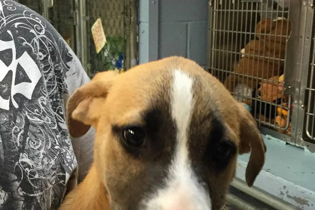 Missing Humane Society of Middletown Puppy Izzie Found