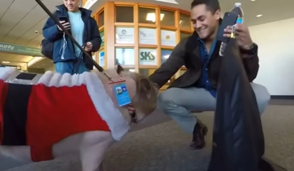 Albany Airport Hires Therapy Pig