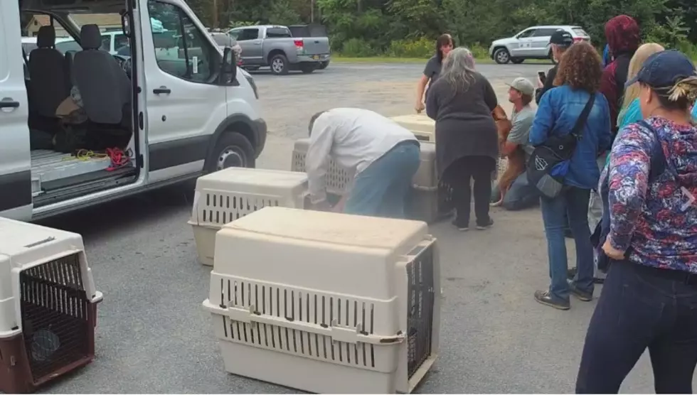 Rescued Dogs Arrive