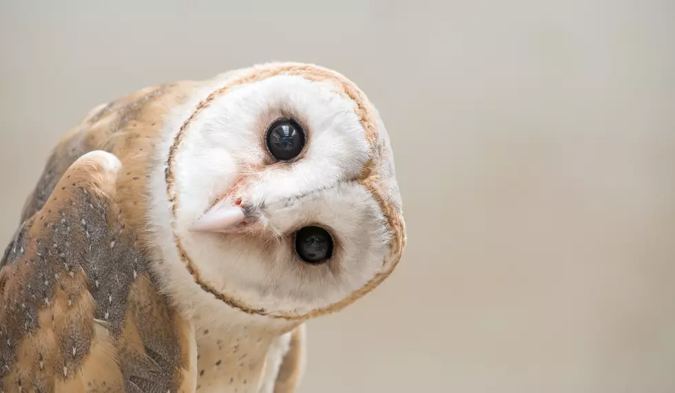 Let’s Look at Owls