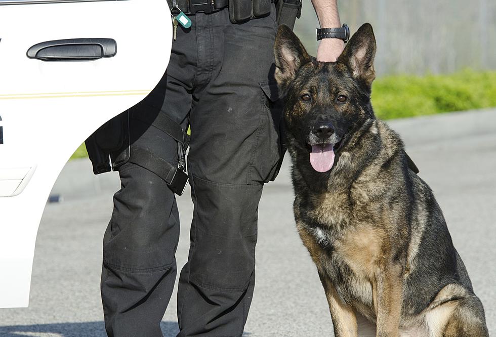 Brewster Police Department K-9 Falco has Passed Away