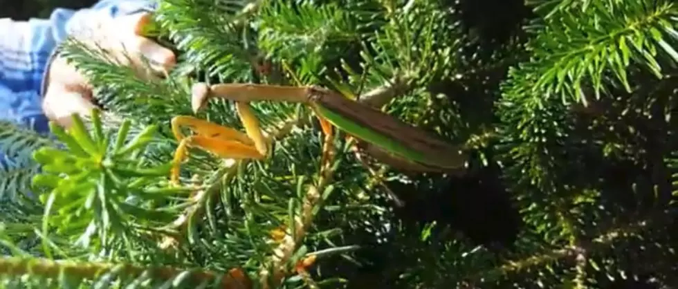 Do You Want a Praying Mantis For Christmas? Look in Your Tree