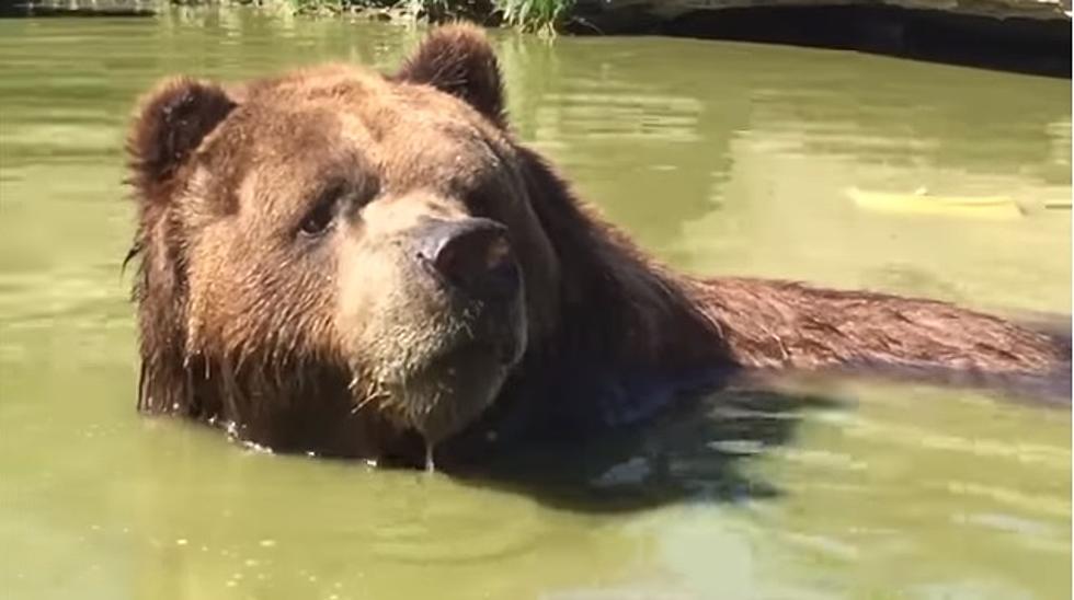 Hudson Valley Orphaned Bear Jimbo Passes Away