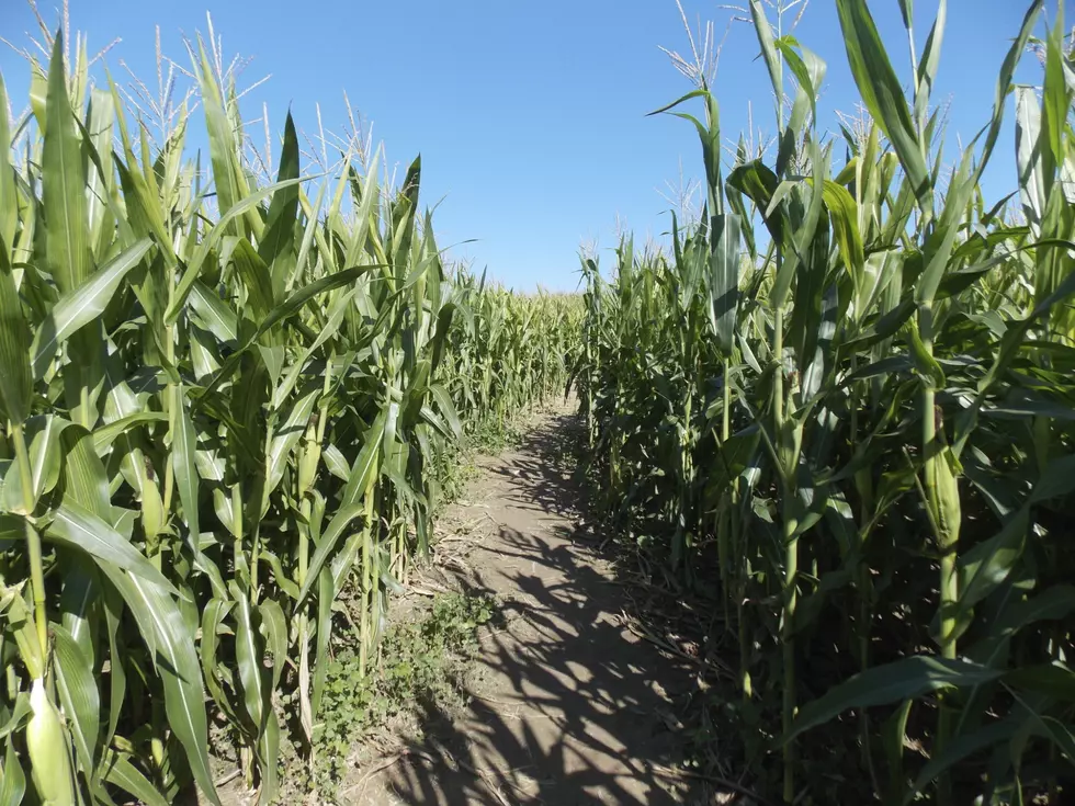 Upstate New York Man Proposes Using Corn Maze