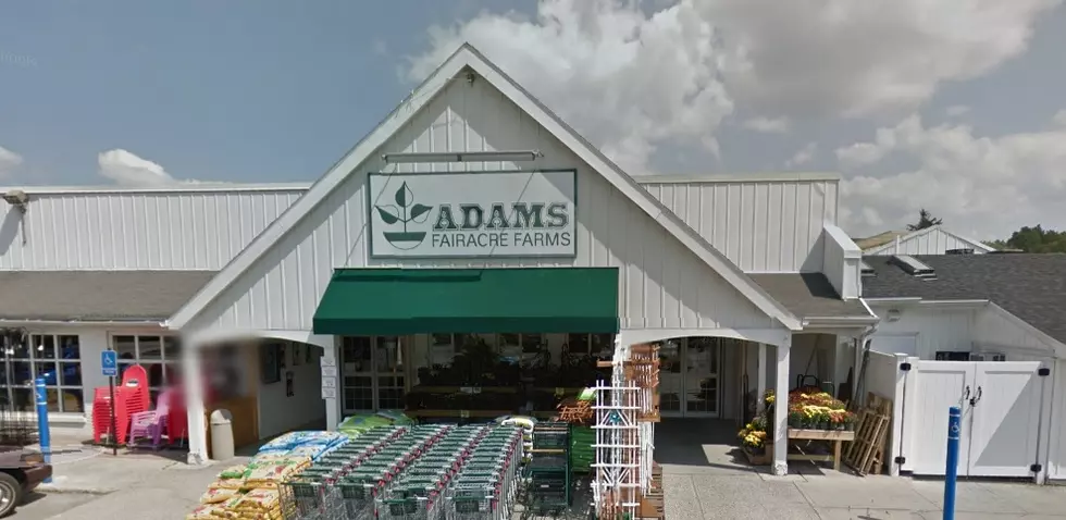 Adams Fairacre Farms Offering Fall Festive Churros