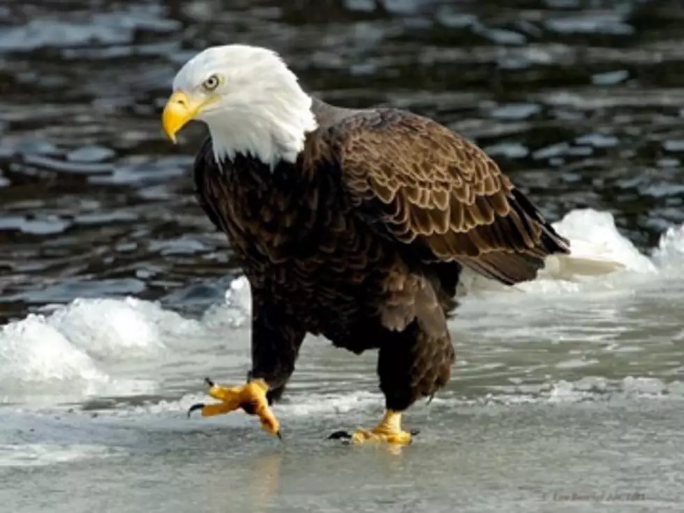 January and February Are Peak Months For Bald Eagle Sightings