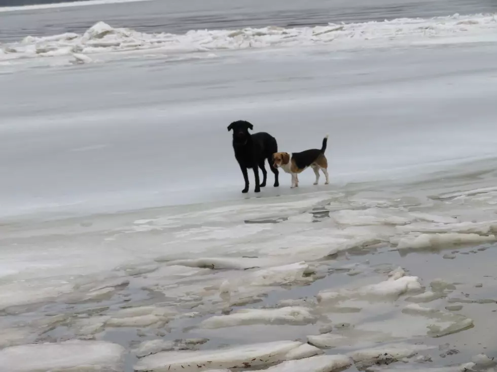 Dogs Stranded on the Hudson River Rescued