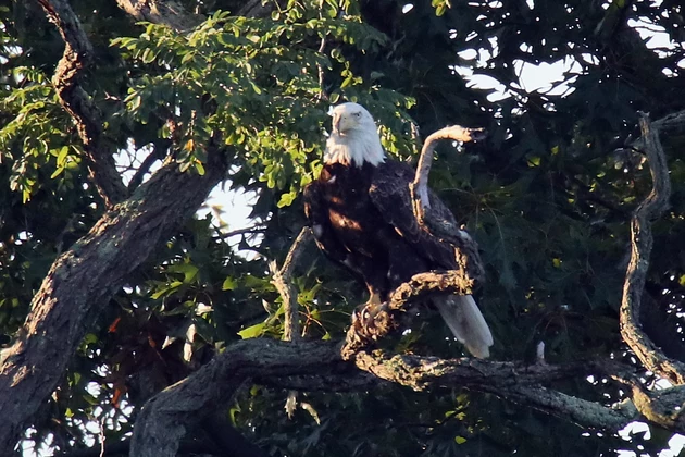 Bald Eagle Spotted Bathing In Esopus Creek