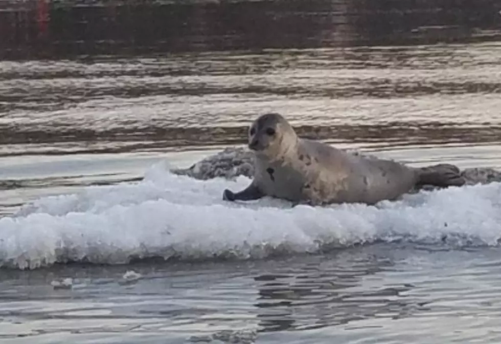Another Seal Spotted on the Hudson River