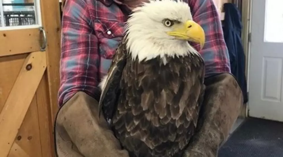 Dover’s Injured Bald Eagle Is Recovering Nicely in Carmel