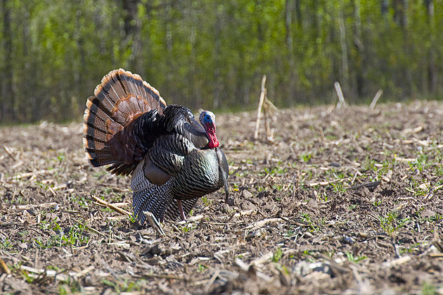 Turkey Time: Spring Hunting Season Opens
