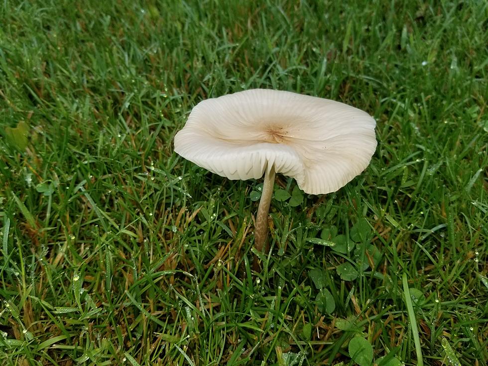 Why Mushrooms Appear Overnight in Your Yard