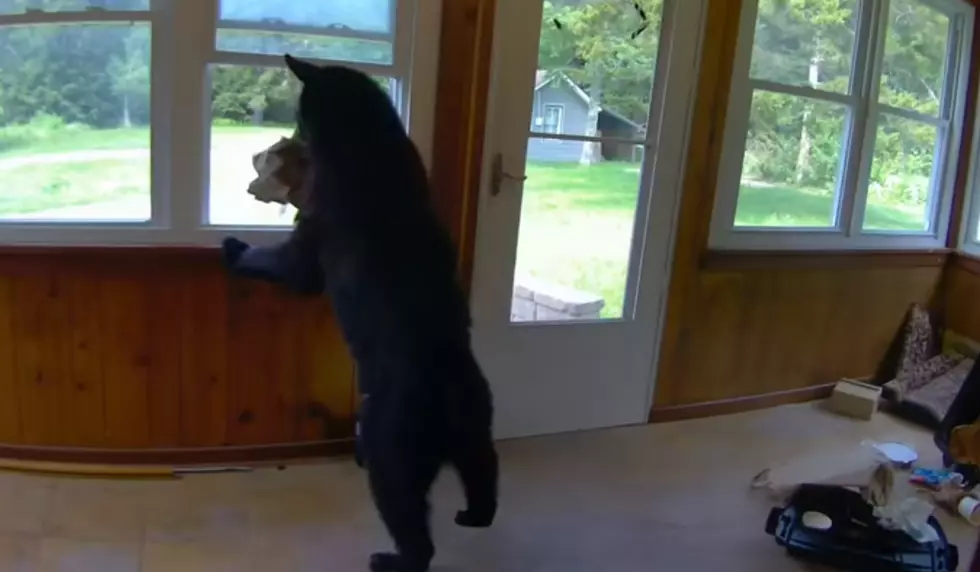 WATCH: Bear Breaks Into Catskill Home