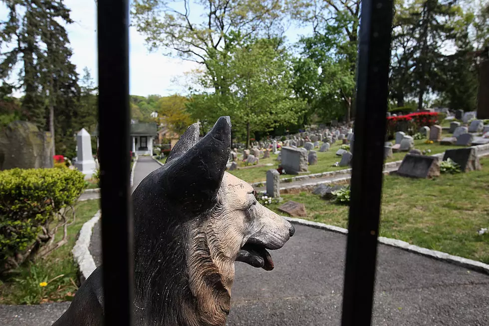 New York Human Cemeteries Now Allow Pets