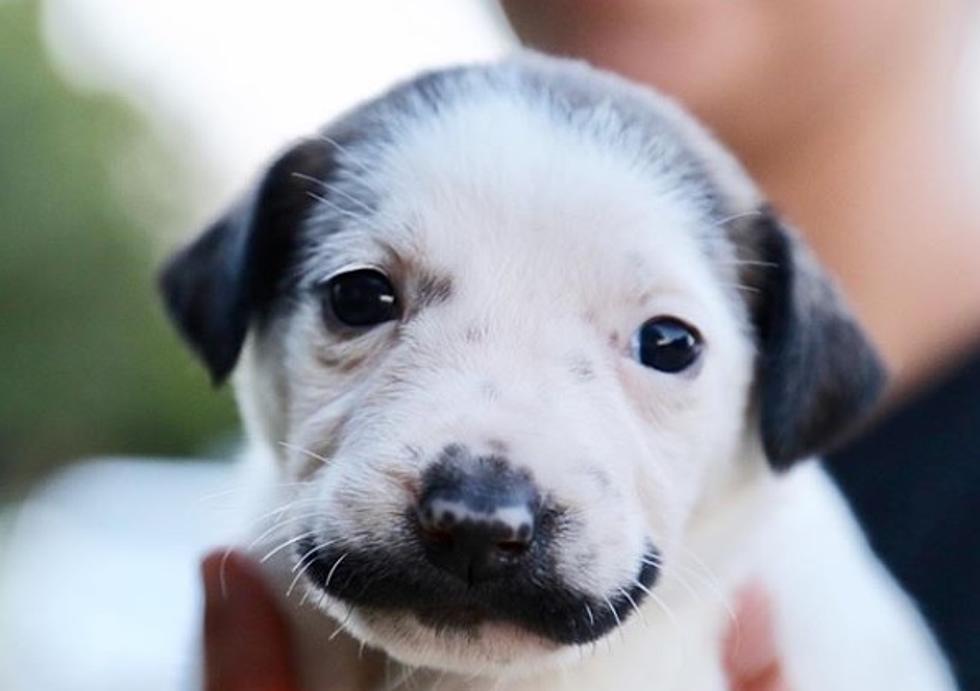 Mustache Puppy is Coming to New York