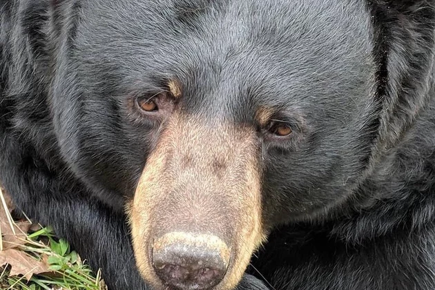 Rescued Hudson Valley Bear Passes Away
