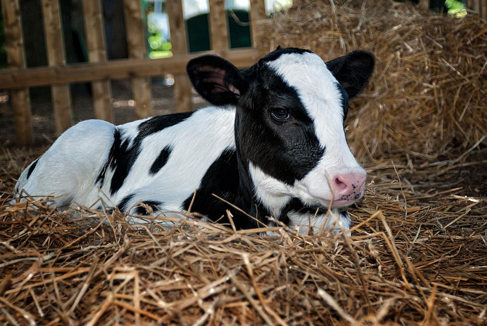 Upstate New York Farm Offers Cow Cuddling