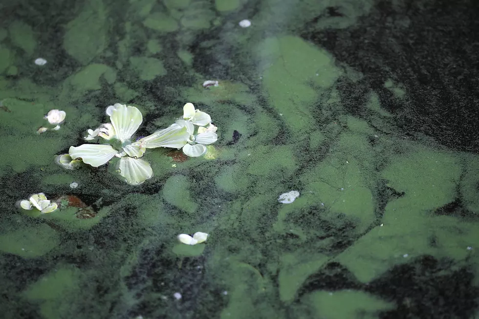 Toxic Algae That Could Kill Pets Spotted in the Hudson Valley
