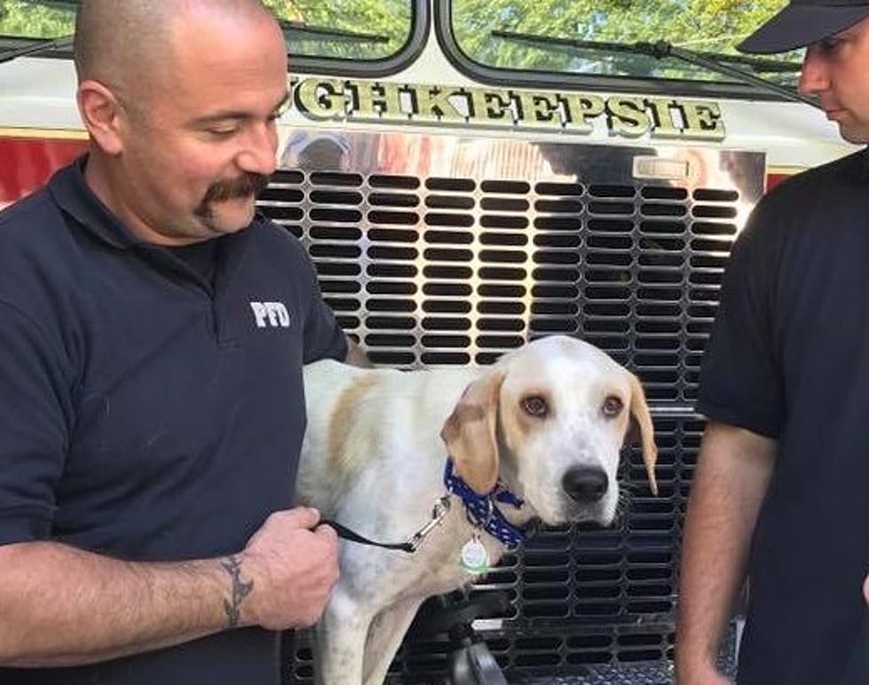 Poughkeepsie Fire Department Gets New Member