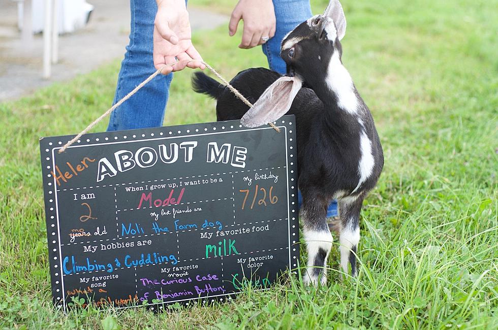 Helen The Goat Finds a Home