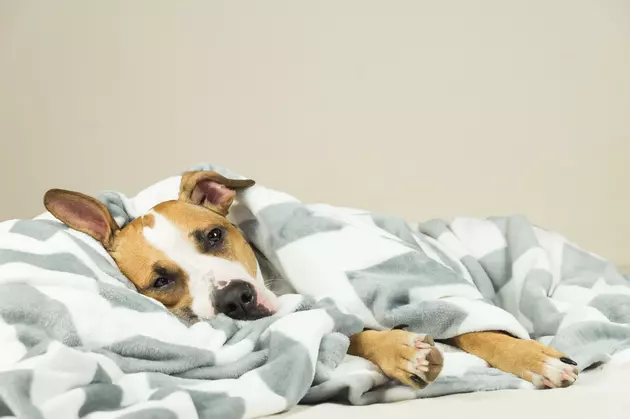 The Dutchess County SPCA Needs Blankets