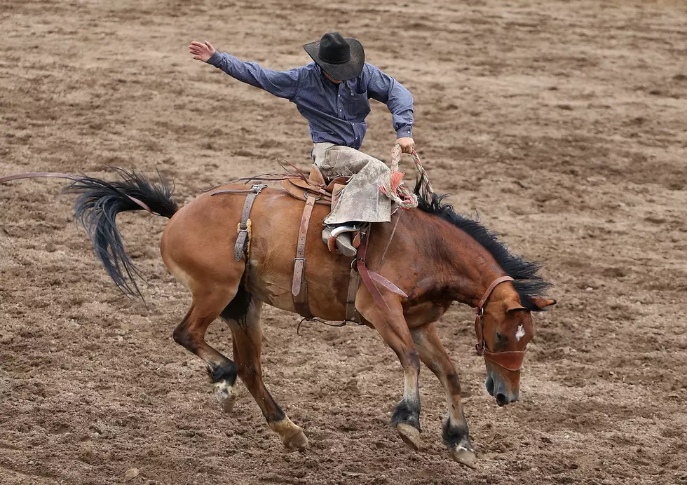 Rodeos Banned in New York?