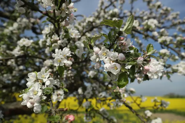 Barton Orchards Hosts Apple Blossom Drive Thru Concert