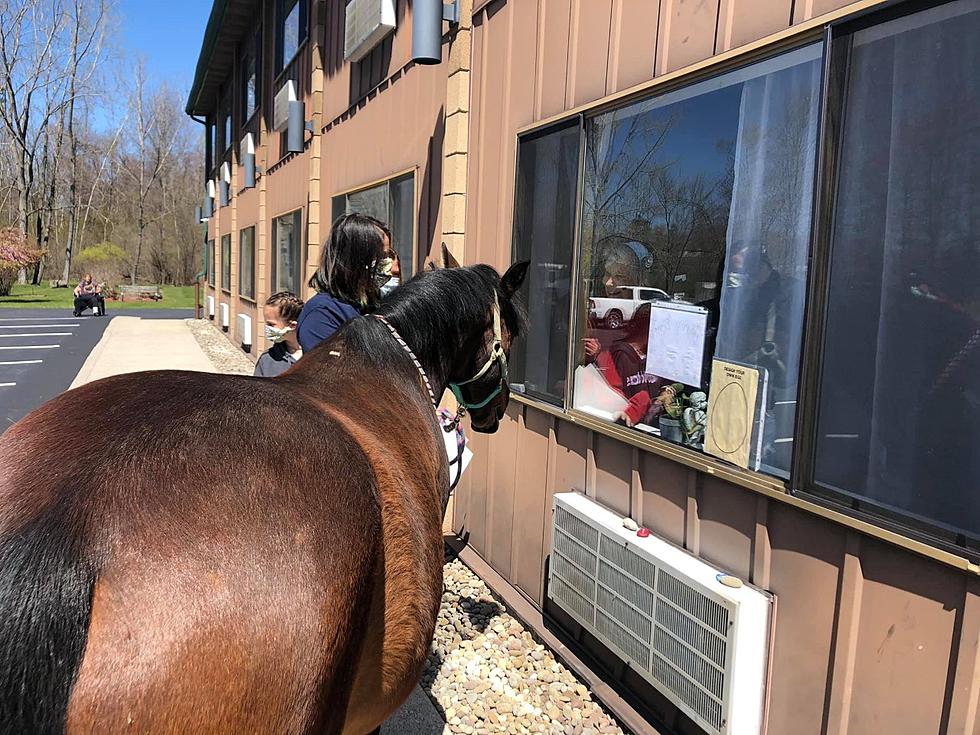 Hudson Valley Therapeutic Horse Program Visits Local Seniors