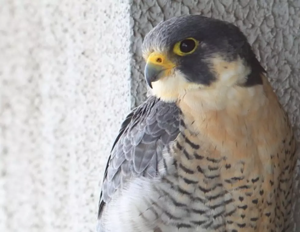 Follow The Hudson Valley Peregrine Falcon