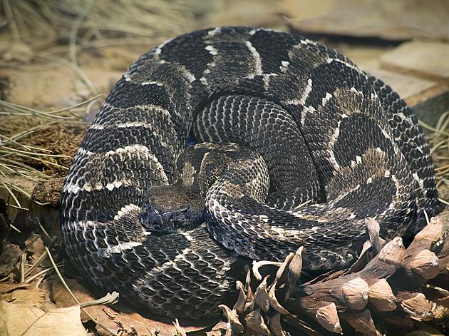 Rattlesnakes Are Leaving Their Hudson Valley Dens