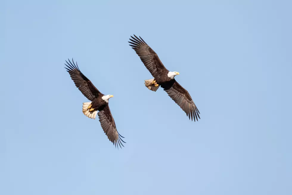 Ulster County Eagle Spotting Made Easy