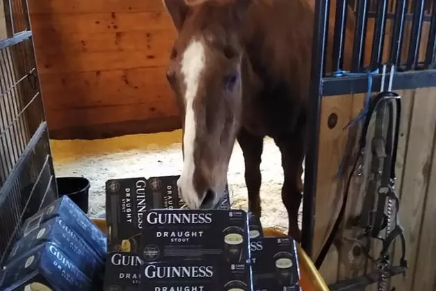 36 Year Old Horse Gets Donation From Hudson Valley Beer Company
