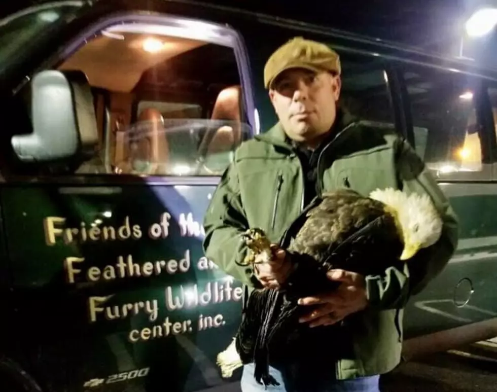 Bald Eagle Saved in the Hudson Valley on Election Night